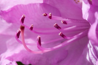rhododendron-2370503_640