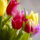 tulips-2161714_640