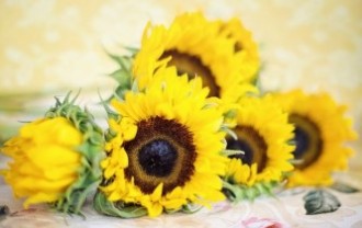 sunflowers-2191627_640