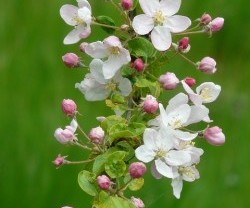 apple-blossoms-55773_640