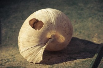 shell-1933591_640
