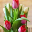 tulip-3183831_640