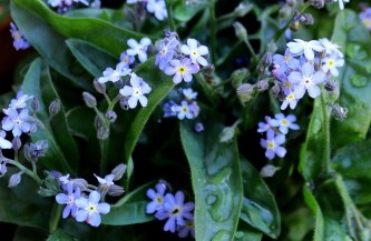 forget-me-not-3307190_640