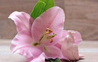 lily-2007833_640