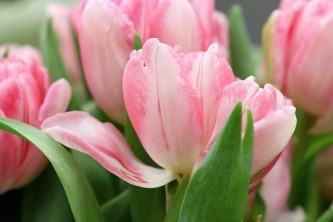 tulips-4035018_640