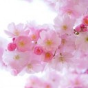 japanese-cherry-trees-324175_640