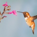 hummingbird-5255827_640