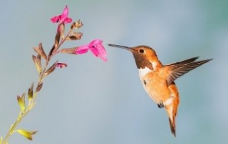 hummingbird-5255827_640