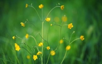 yellow-flowers-g6eb88003a_640