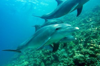 dolphins-gef21ca6da_640