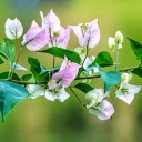 bougainvillea-3427180_640