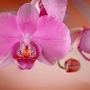 orchid-8470045_640