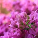 pink-bougainvillea-7490784_640