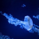 jellyfish-7704801_640