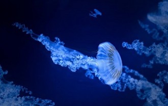 jellyfish-7704801_640