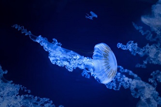 jellyfish-7704801_640