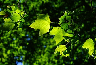 sycamore-1469825_640