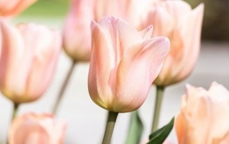 tulip-7882705_640