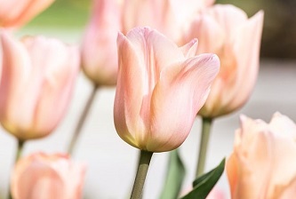 tulip-7882705_640