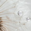 dandelion-5291382_640