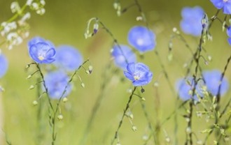 blue-flax-5200811_640