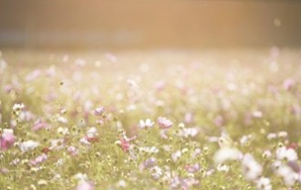 cosmos-flowers-1138041_640