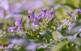 forest-violets-4163483_640