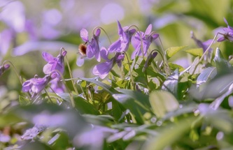 forest-violets-4163483_640