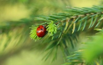 ladybug-9579282_640