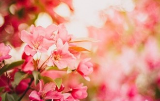 pink-1834318_1280