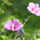 rose-of-sharon-6948780_640