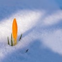 spring-awakening-3132112_640