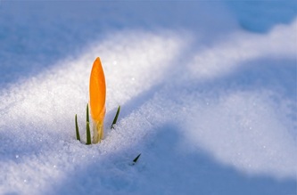 spring-awakening-3132112_640