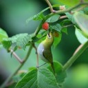 bird-9621424_640