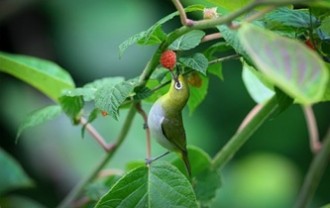bird-9621424_640