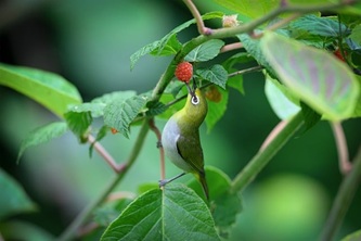bird-9621424_640