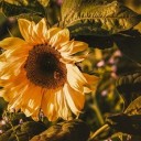 sunflower-3759285_640