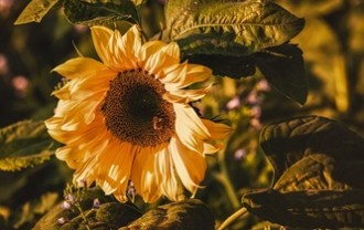 sunflower-3759285_640
