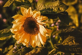 sunflower-3759285_640
