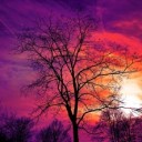 tree-3194803_640