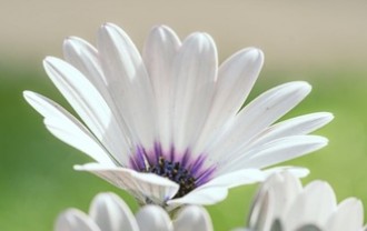 nature-9763046_640