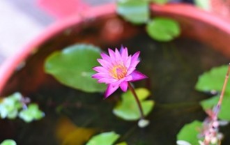 plant-6605260_640