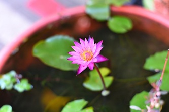 plant-6605260_640