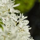 what-a-monja-tree-780719_640