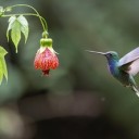 hummingbird-9100457_640