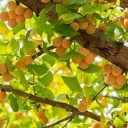 ginkgo-fruits-4931906_640