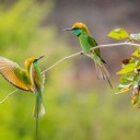 pavanprasad_ind-bee-eaters-6956365_640