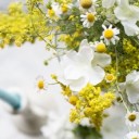 mivargof-flowers-3992893