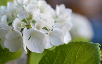 mrbassdeluxe-flower-8094368_640