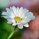 wj_y2017fufu-daisy-10139490_640